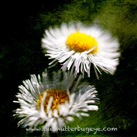 Flower Photography Prints for Sale, Dreamy Nature Photo