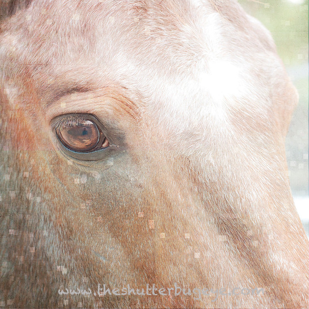 Portrait photograph, horse photography, face, eye, brown