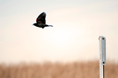 Nature photography, Blackbird