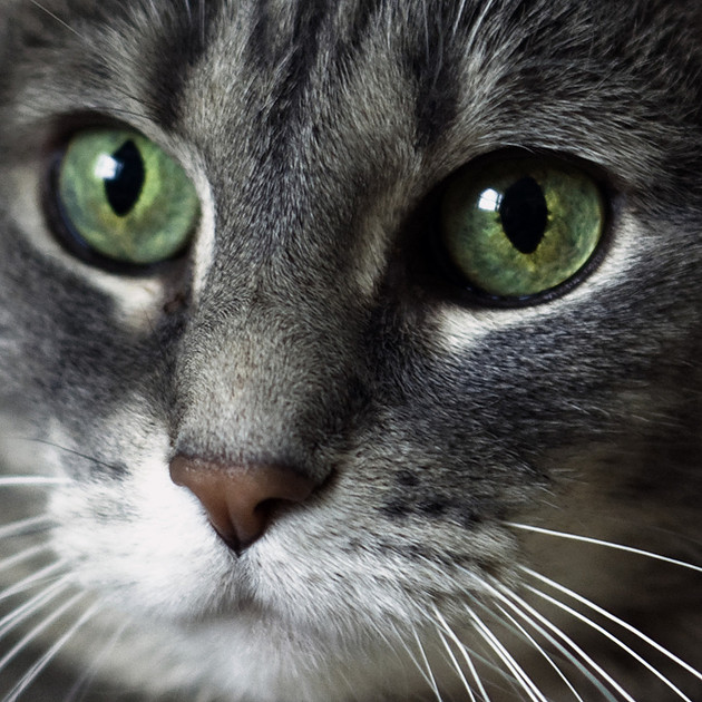Pet portrait photography, gray cat, green eyes, face close-up