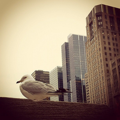 Seagull in Chicago (the commuter life) by The Shutterbug Eye™