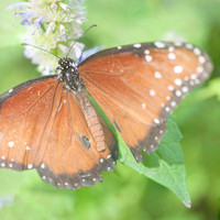 Butterfly Photography Prints for Sale, Fine Art Macro Photograph