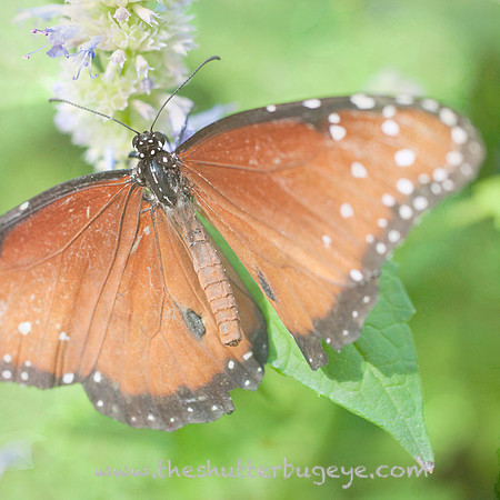 Butterfly Photography Prints for Sale, Fine Art Macro Photograph
