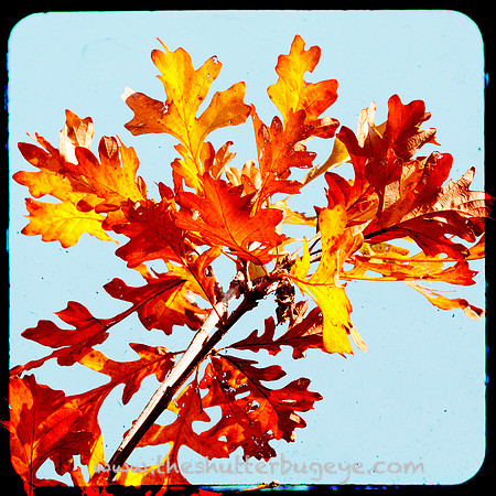 Fine Art Photography Print, Dreamy Nature