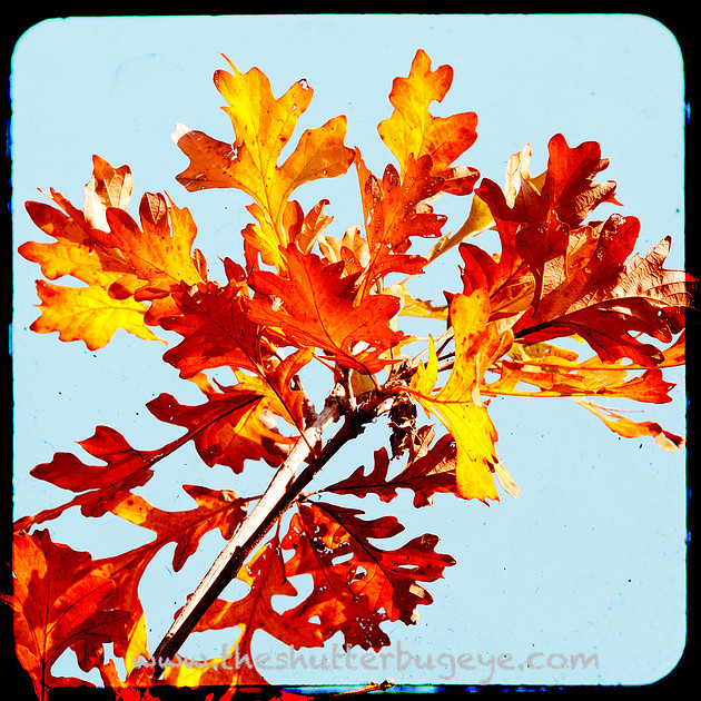 TTV Photo, Red Oak Leaves
