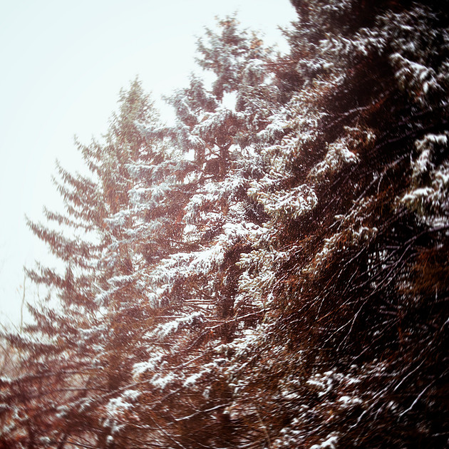 photograph of snowy pine trees in the winter