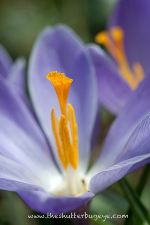 Photograph of purple crocus flower in bloom