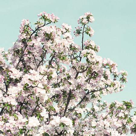 Nature Photograph for Sale, Dreamy Surreal Photography Prints