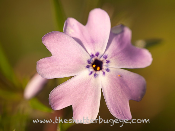 Dreamy Nature Photography, Fine Art Print for Sale