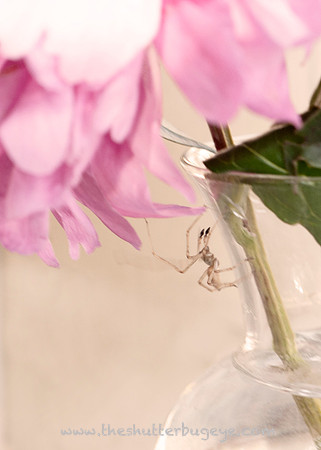 Macro Photography, Pink Peony, Spider