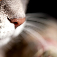 02-18-2012 Cats - 3