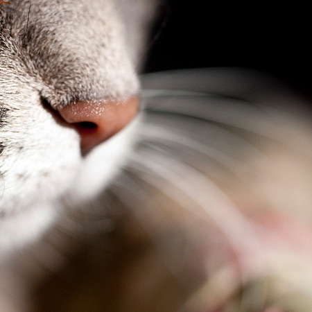 02-18-2012 Cats - 3