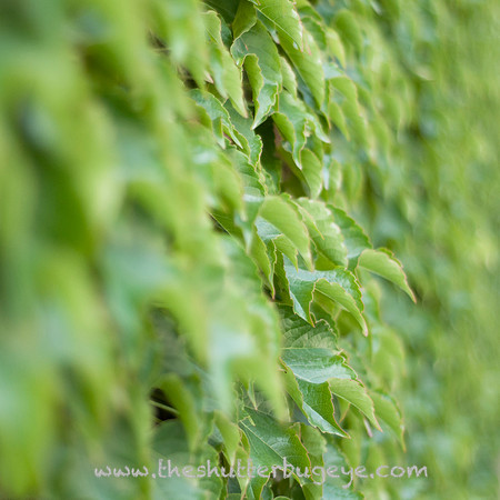 Dreamy Nature Photography, Fine Art Print for Sale