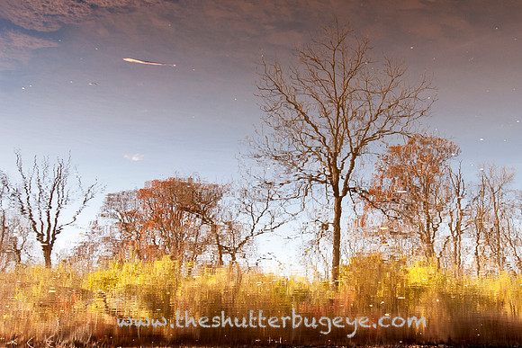 Fine Art Photography Print, Dreamy Nature