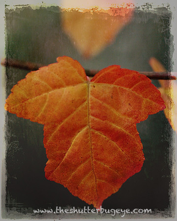 Nature Photograph for Sale, Dreamy Surreal Photography Prints