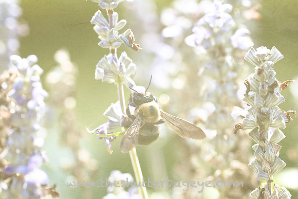 Dreamy Whimsical Photography, Summer Bee, Lavender