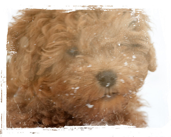 Oliver
