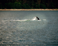 Alaska 2015 - 24 of 140 Whale