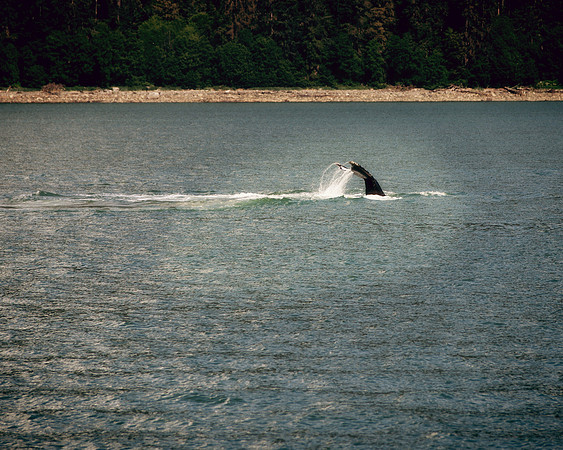 Alaska 2015 - 24 of 140 Whale