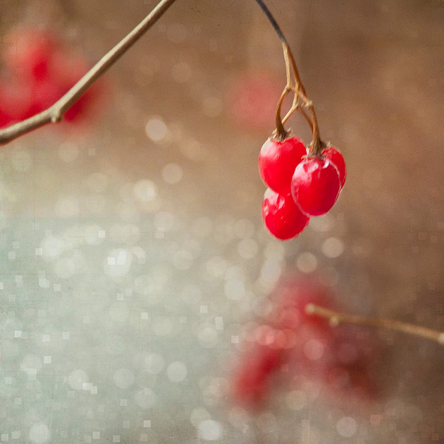 Crimson Berries, Part Two