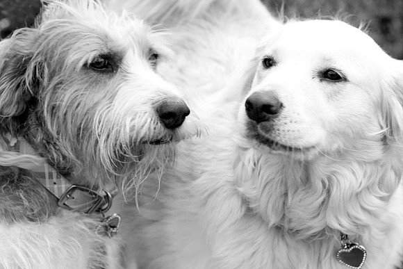 11-19-11 Vella - 15 bw