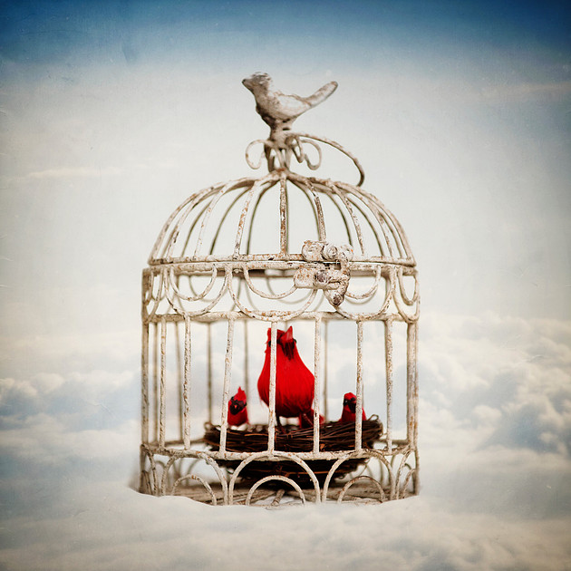 20140119 Birds - 1