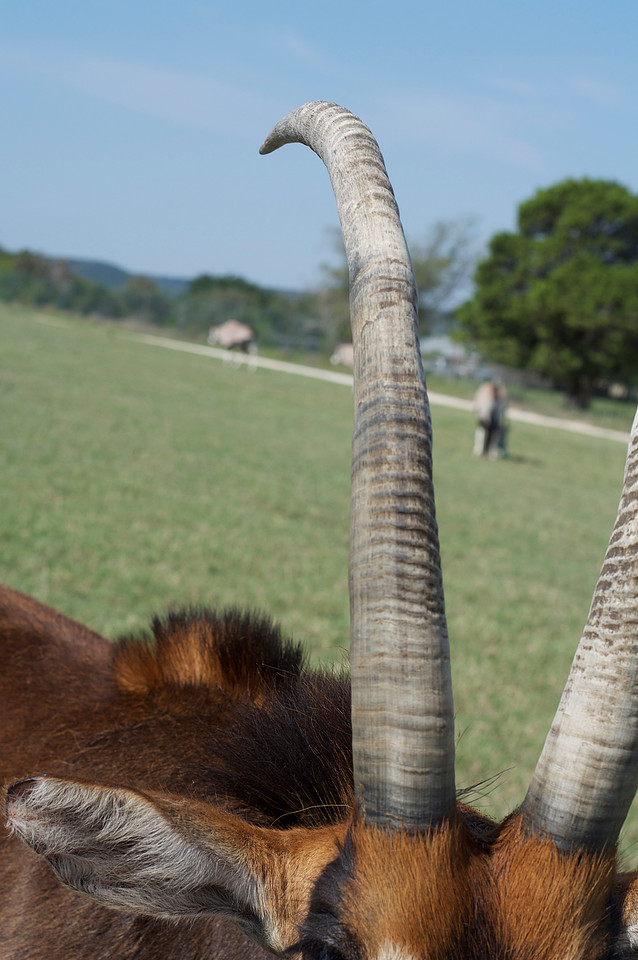 Horns and Antlers - 3