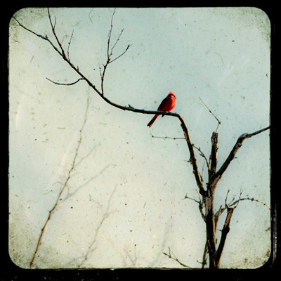 TTV Photography of Red Cardinal in branches