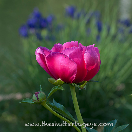 Dreamy Nature Photography, Fine Art Print for Sale