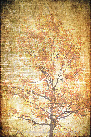 Dreamy Nature Photography, Fine Art Print for Sale